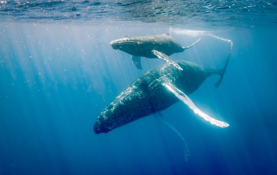 A humpback whale and her calf below the surface